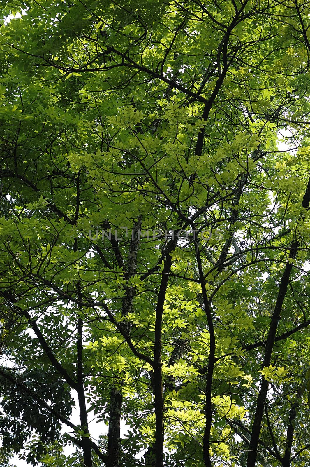 green leaf that good for abstract background