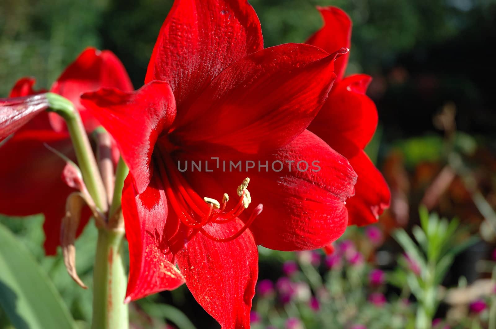 red lily that growth well in indonesia