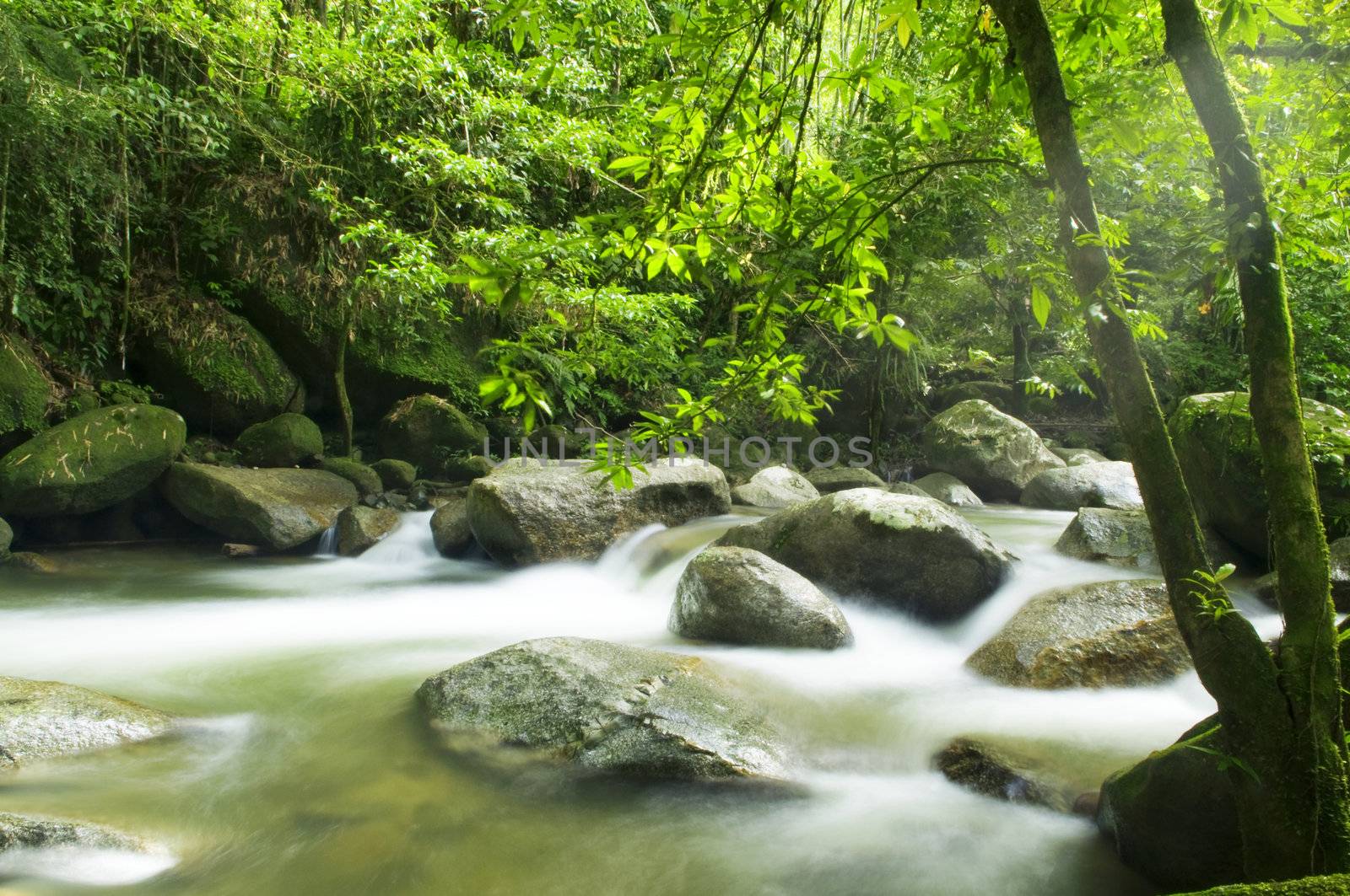 Tropical rainforest and river at Selangor State, Malaysia, Asia.