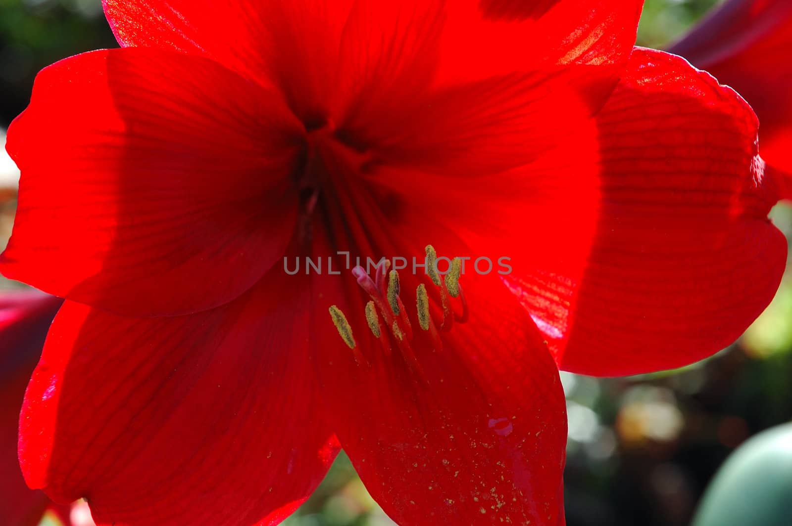 red lily that growth well in indonesia