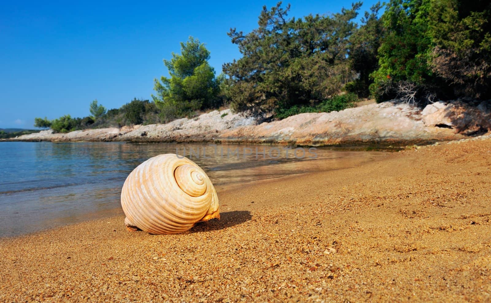 Seashell on a sandy beach in the Mediterranean by akarelias