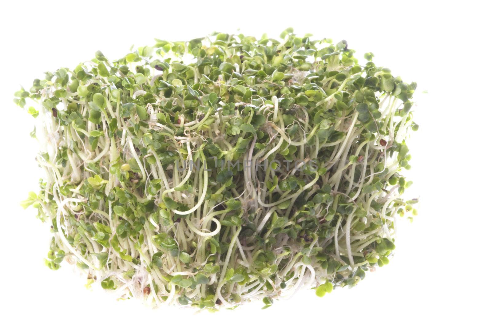 Broccoli Sprouts Macro Isolated by shariffc
