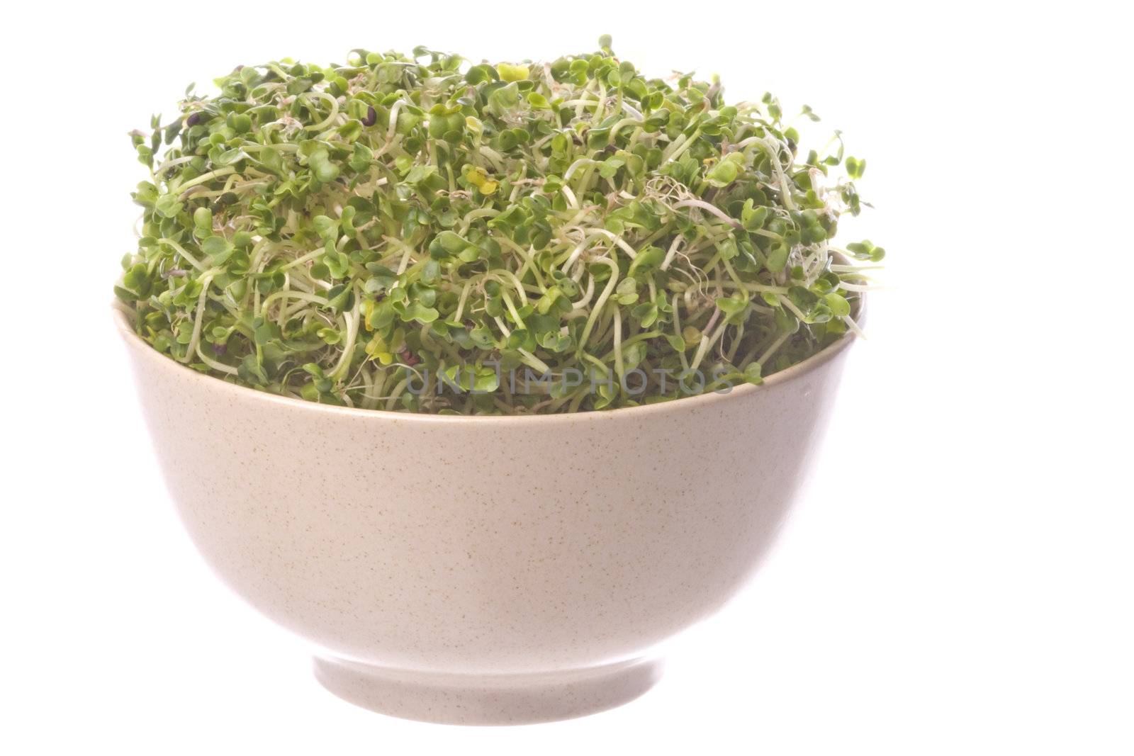 Isolated image of broccoli sprouts in a bowl.