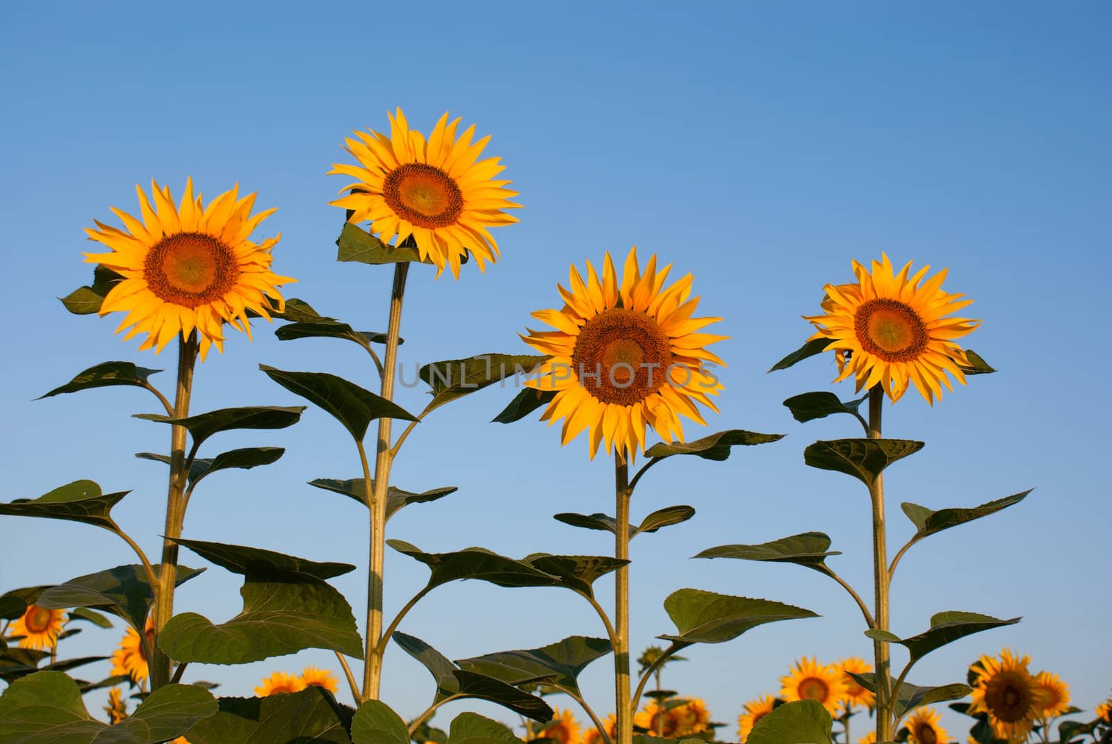 Four sunflowers against blue sky by AndreyKr