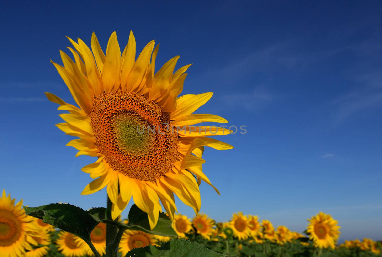 Image shows a sunflower standing above the rest in a field under a clear blue morning sky