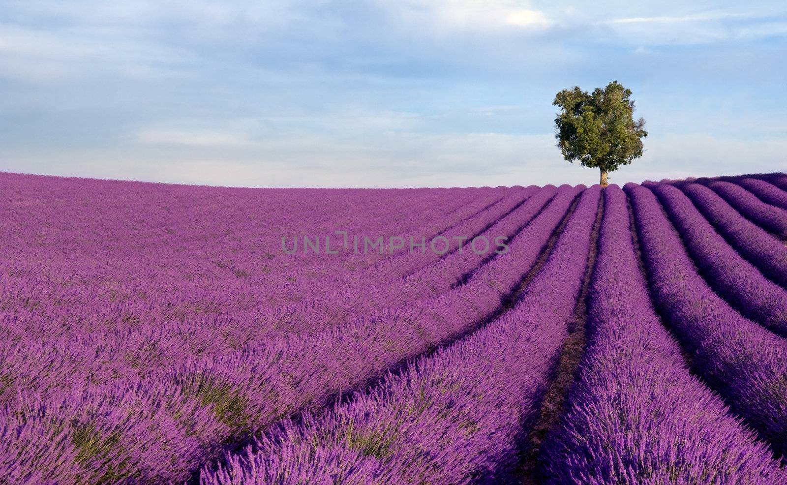 Image shows a  rich lavender field in Provence, France, with a lone tree in the background