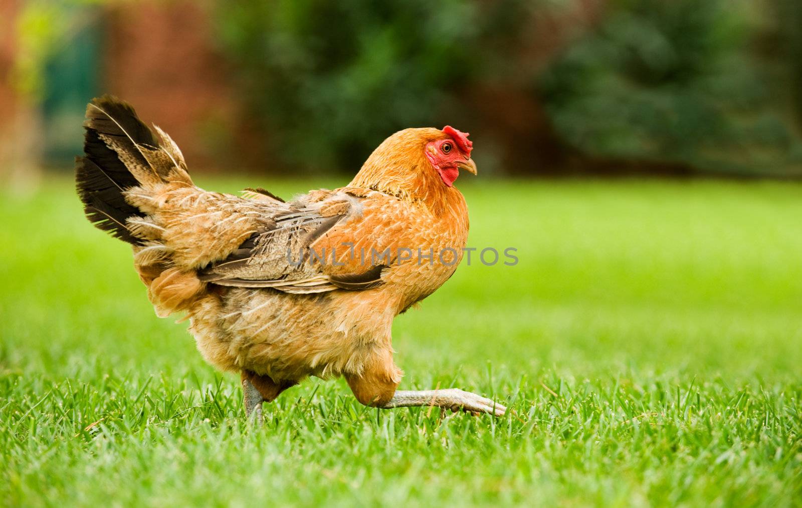 Hen on the move by akarelias