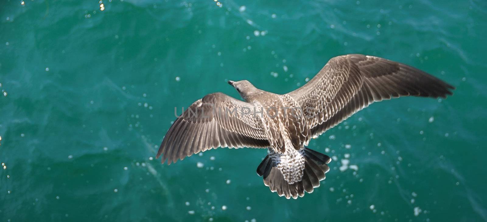 A brown seagull flying above the green ocean water.