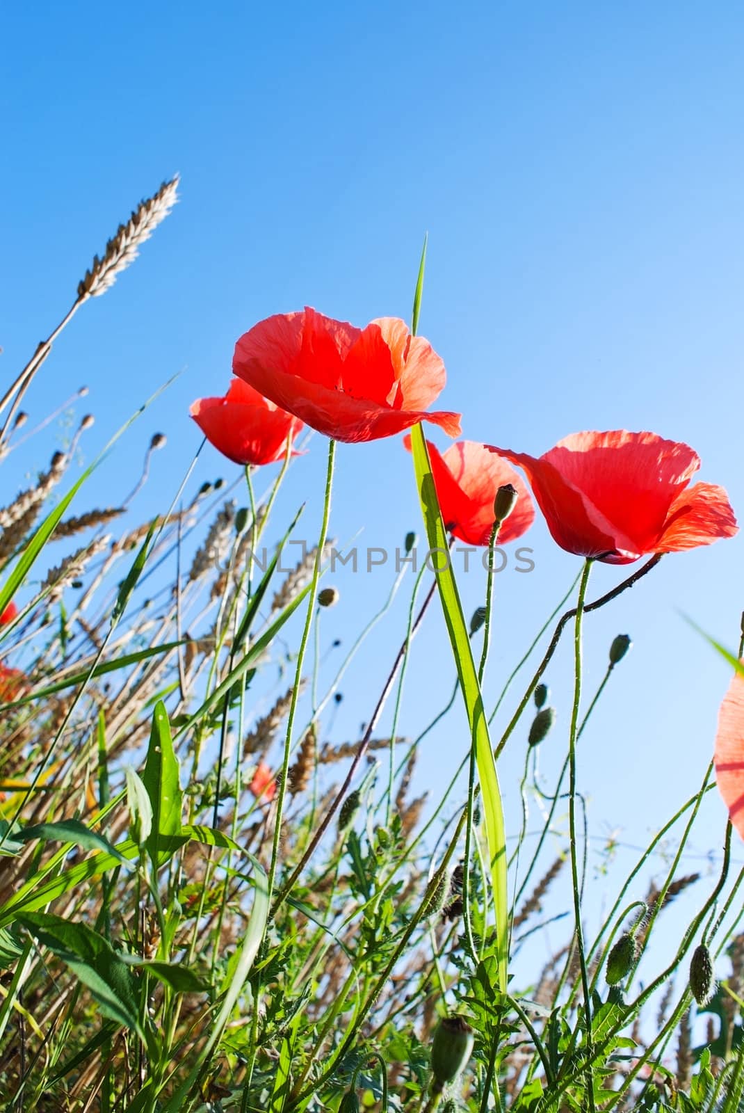 Blooming poppy at the wheat field against blue sky by AndreyKr
