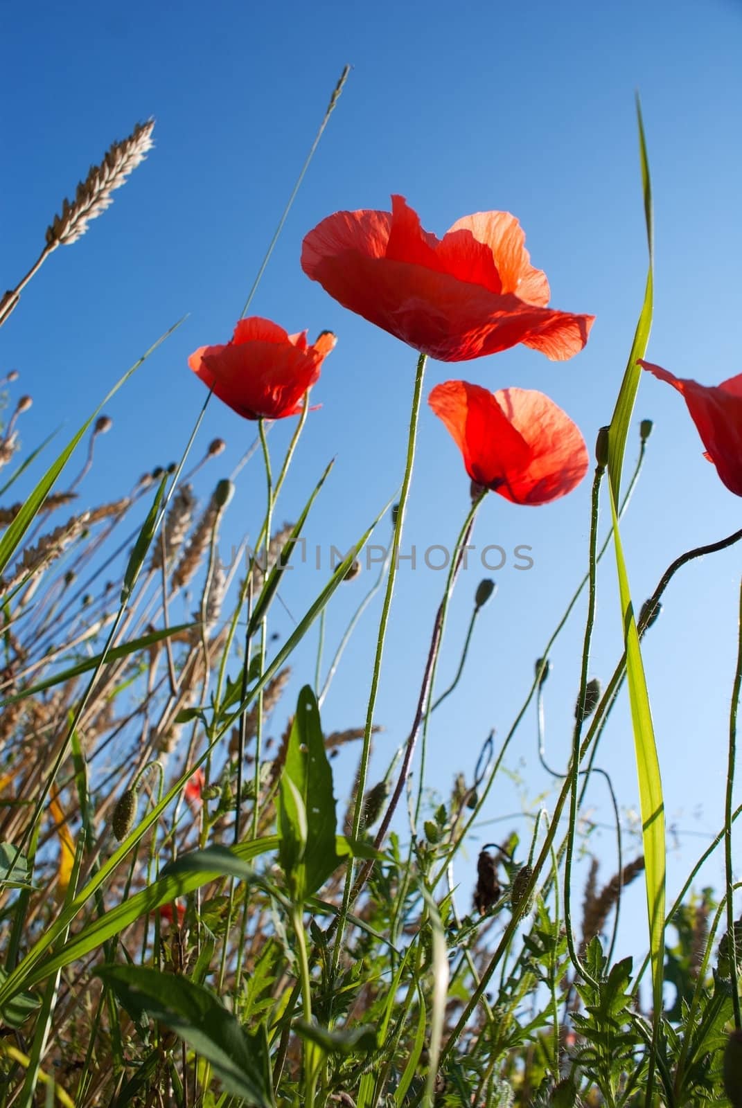 Blooming poppy at the wheat field against blue sky by AndreyKr