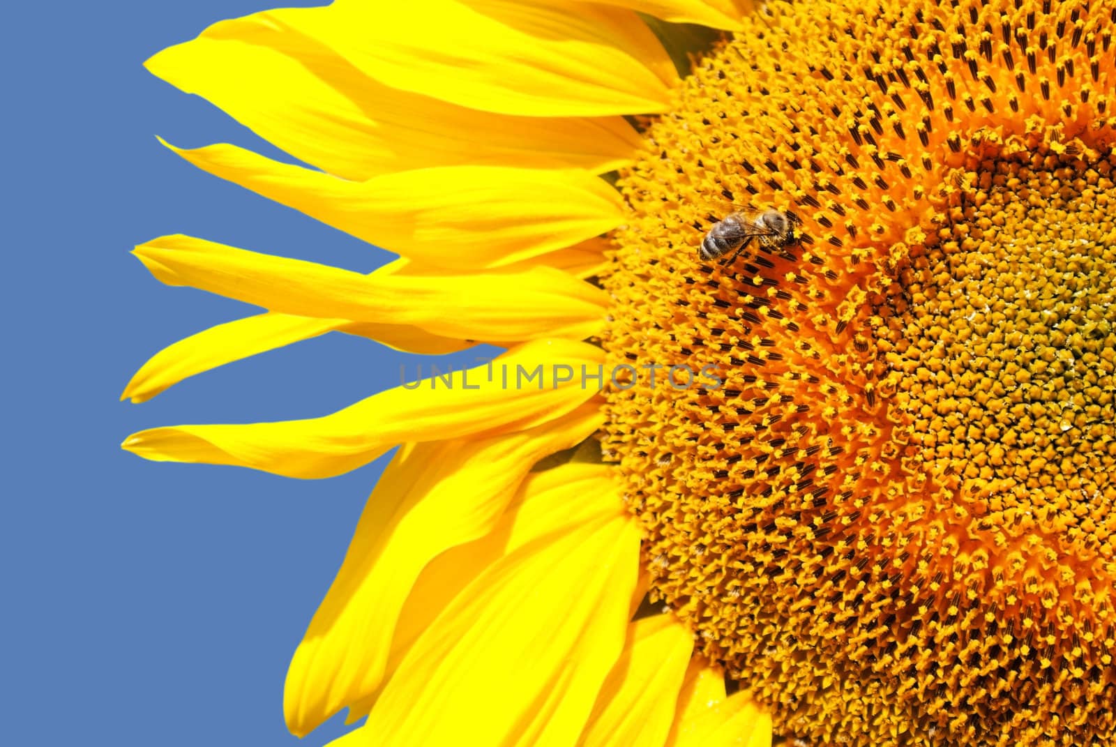 Sunflower head's close up with a bee against blue sky by AndreyKr