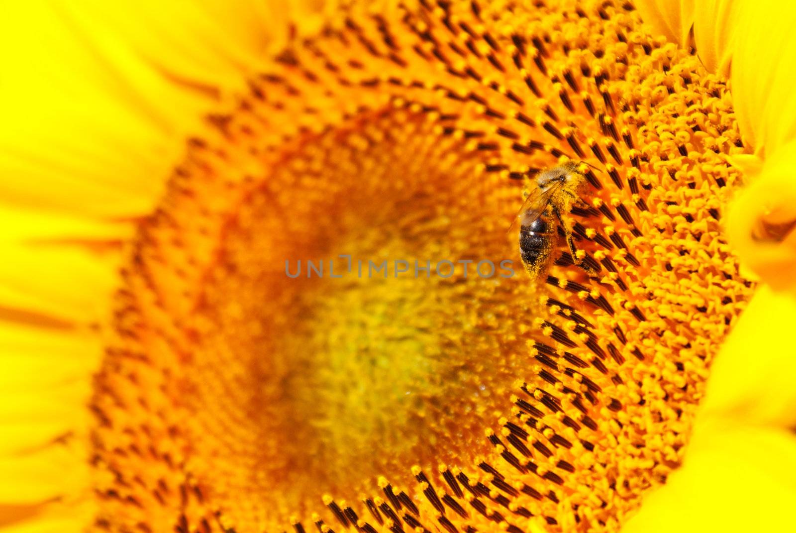 Sunflower head's close up with a bee