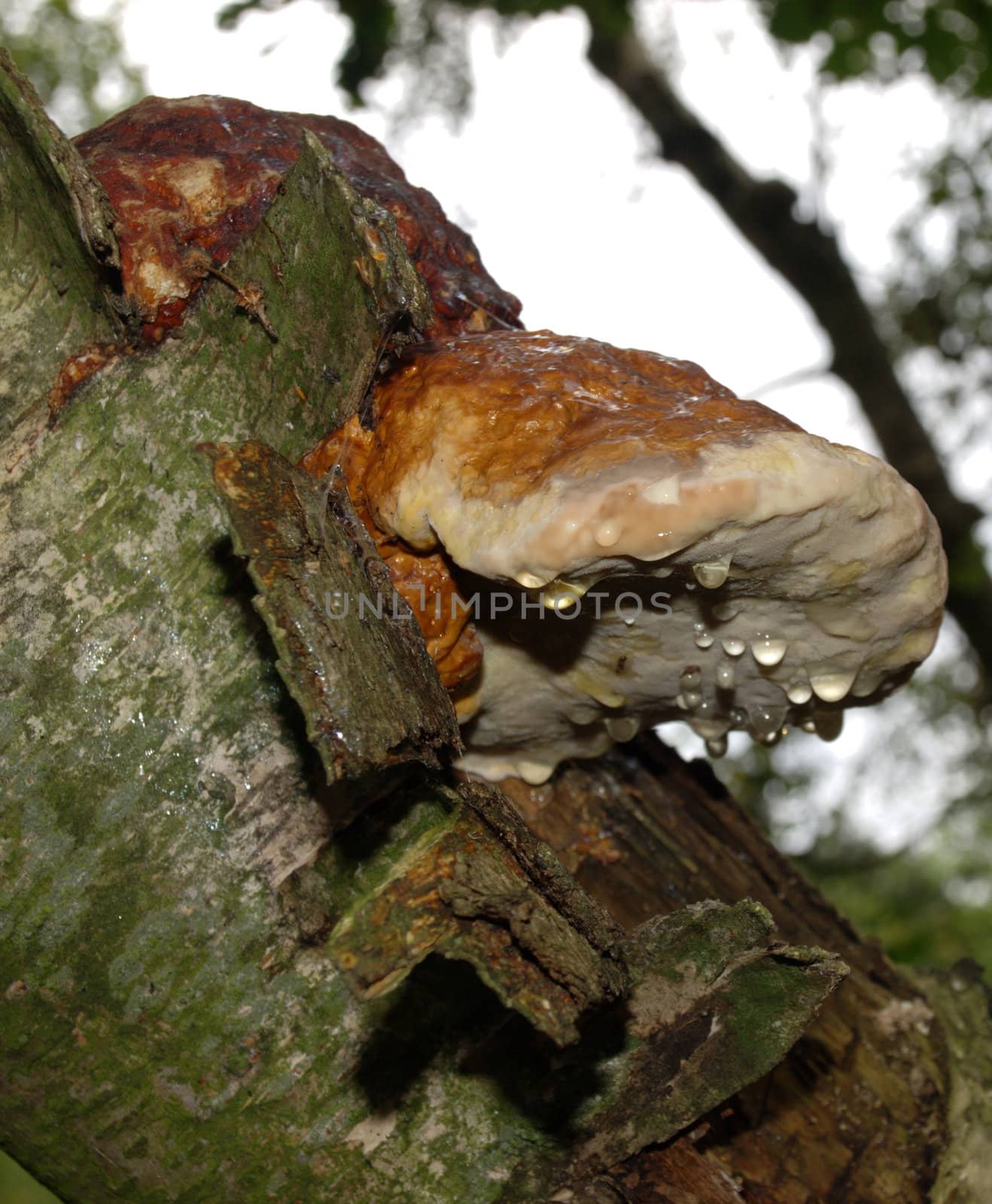 dewy wood-decaying mushroom on birch
