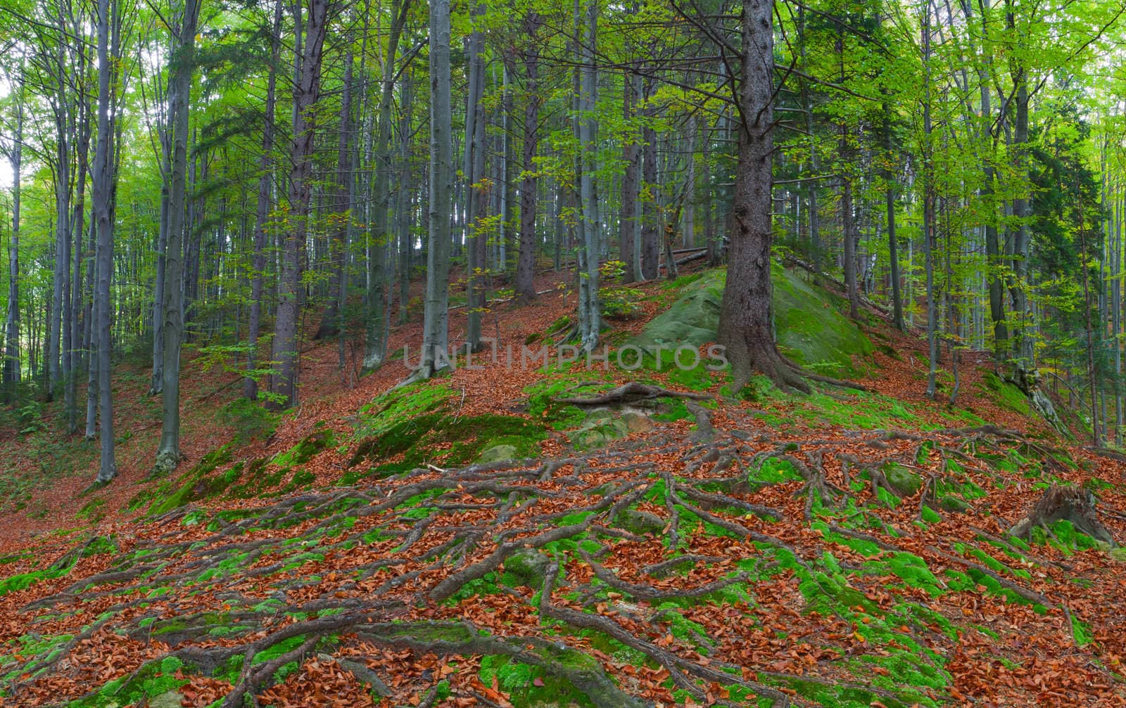 Colorful autumn forest in the mountains by andrew_mayovskyy