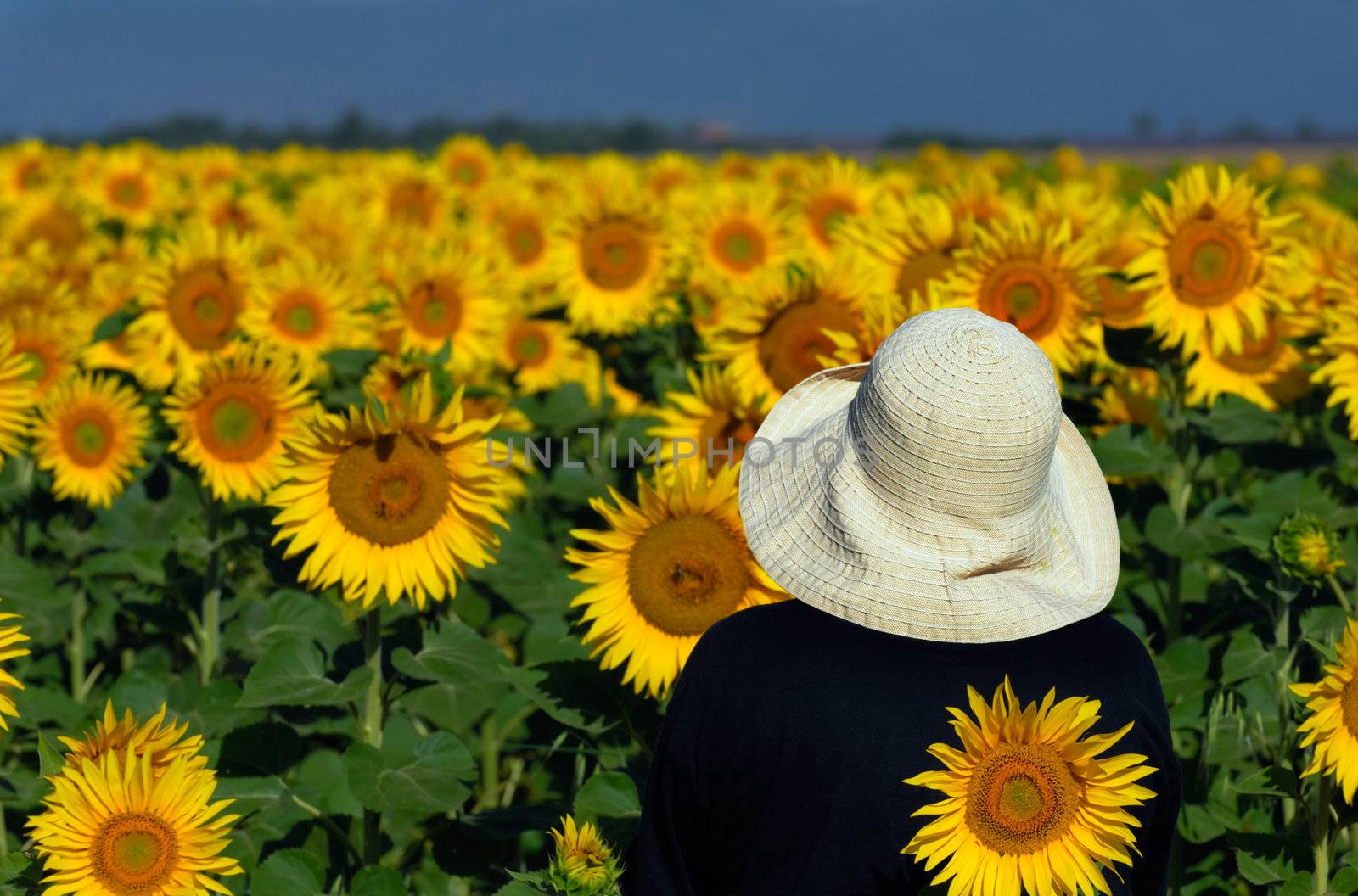 Looking at sunflowers by akarelias