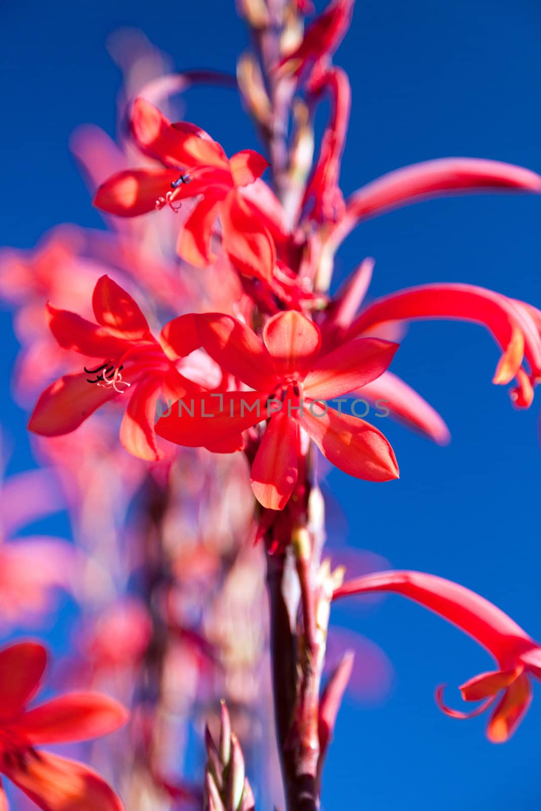 Tropical red flower against a blue sky by Farina6000