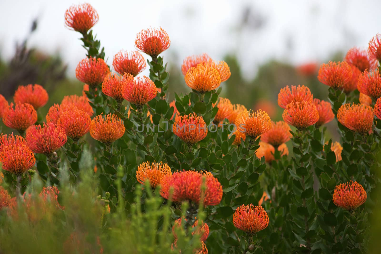 exotic, tropical, red flowers - horizontal