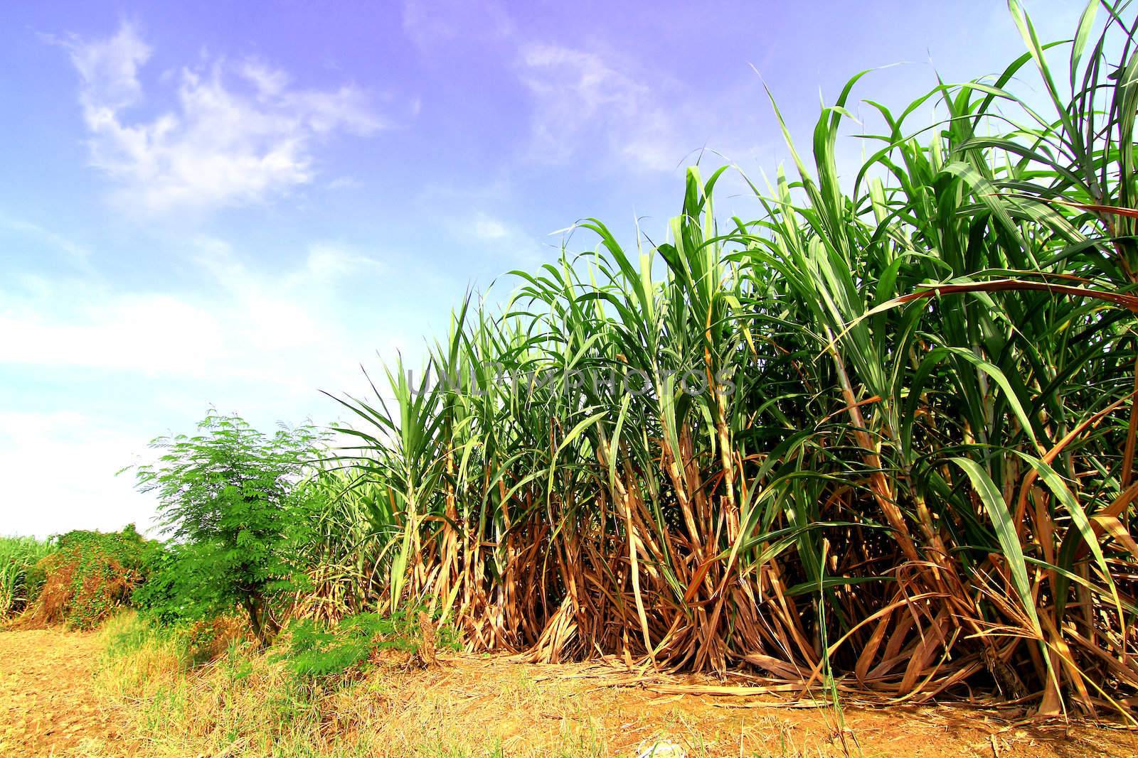 Sugarcane in Thailand