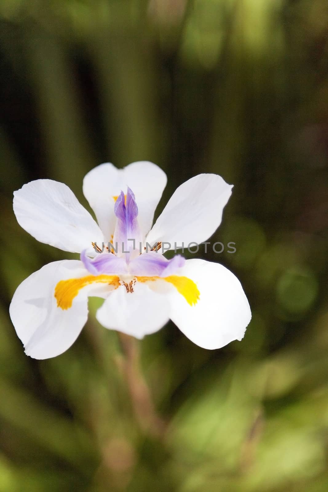 white, exotic Orichidee - close up by Farina6000