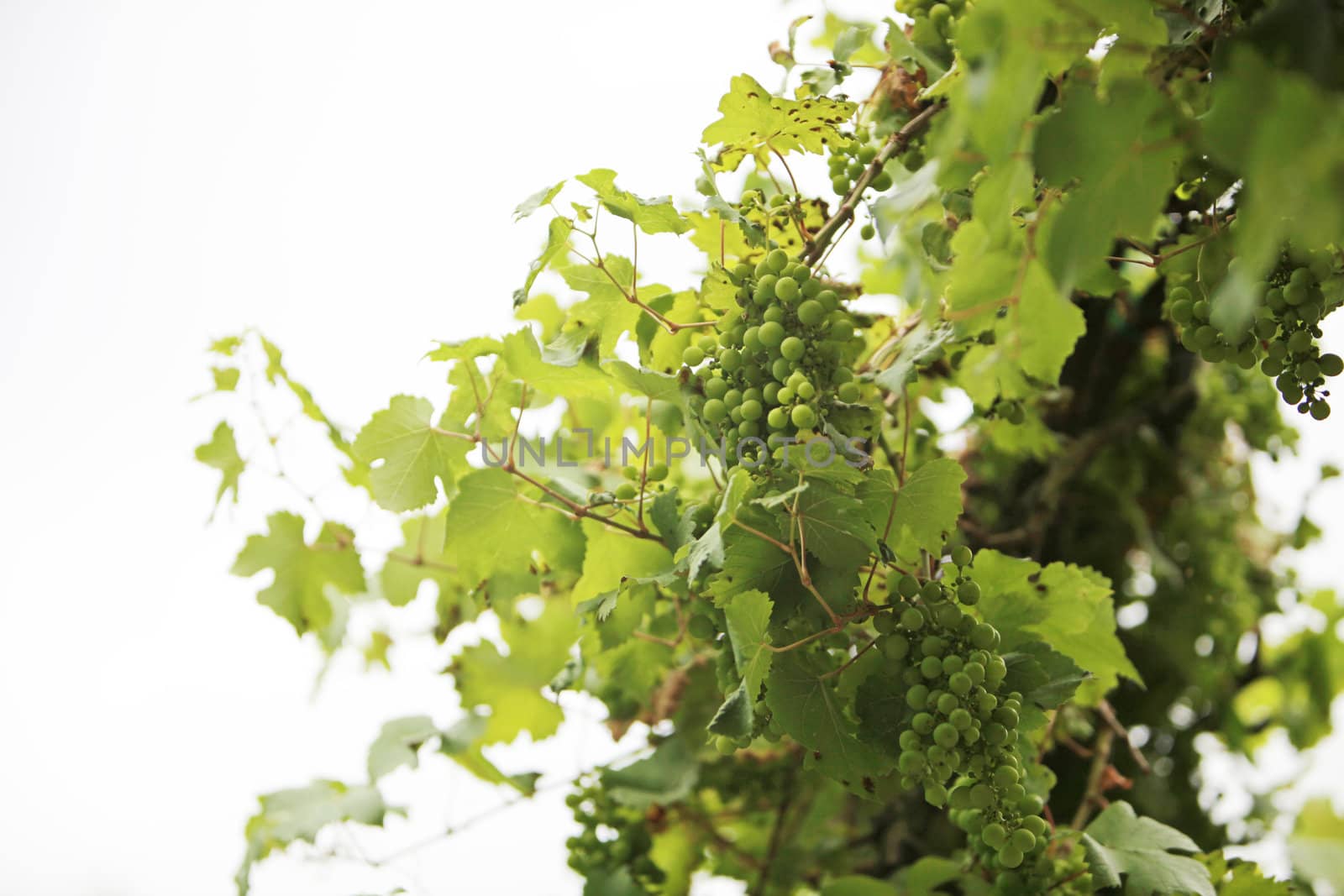 Many wine grapes hanging on a vine - landscape format with Copy Space 
