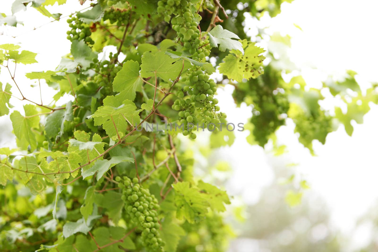 Lots of green grapes on a vine by Farina6000