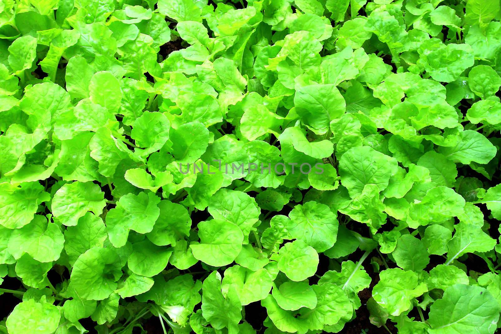 fresh green lettuce leafs close up