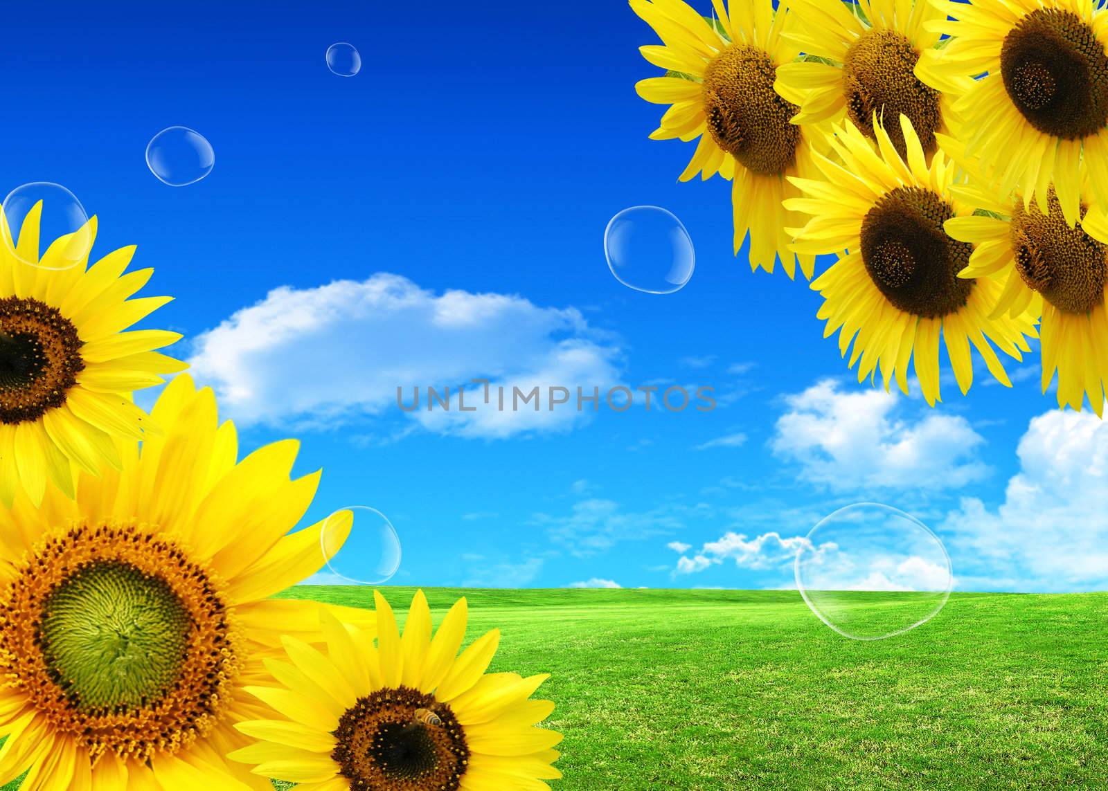 sunflower on background sky