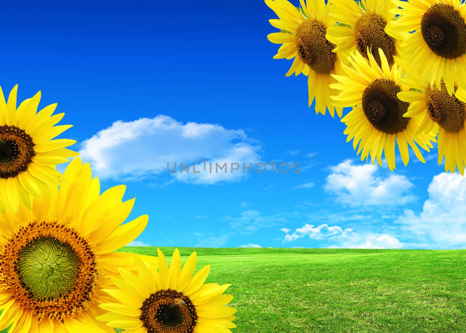 sunflower on background sky 
 by rufous