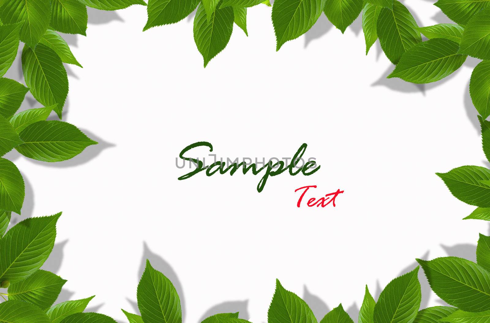 Green leaves on white background