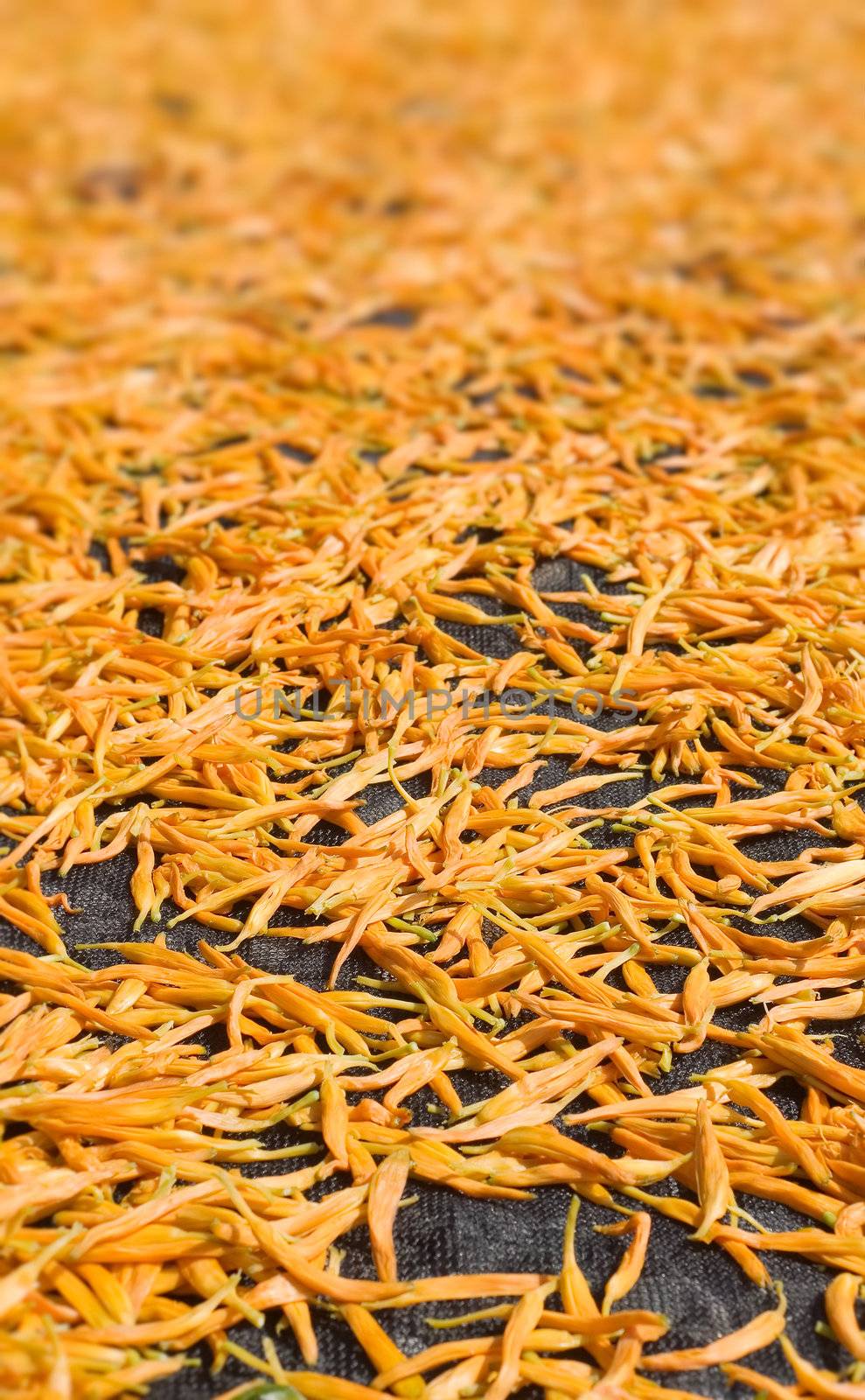 dry in the sun of Chinese traditional medicine - golden needles. by elwynn