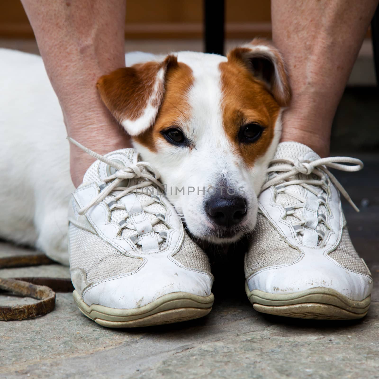 Young, cute dog looking for protection through the legs of his