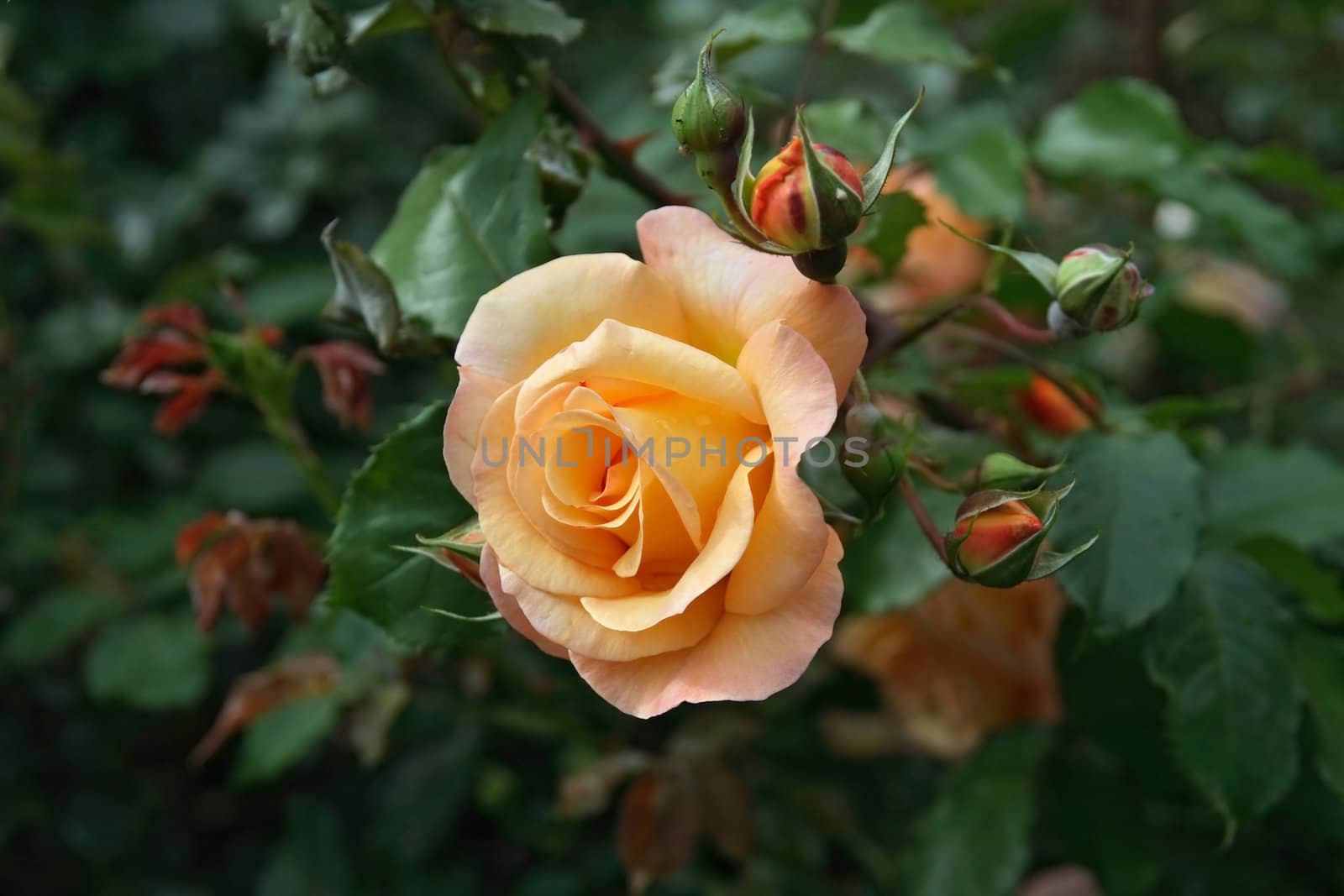 orange rose between buds and foliage