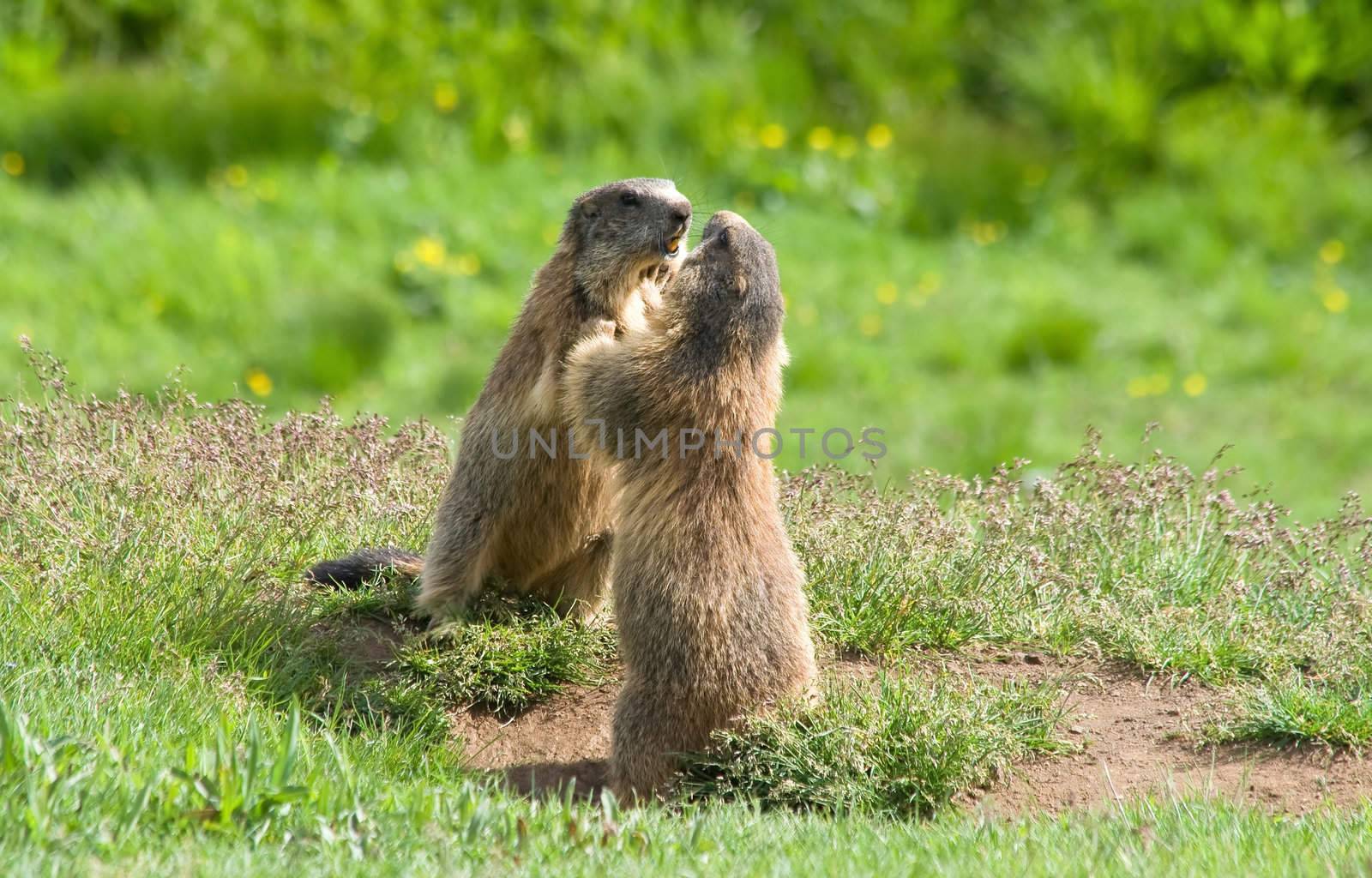 two marmots struggle in a green meadow in Italian dolomites