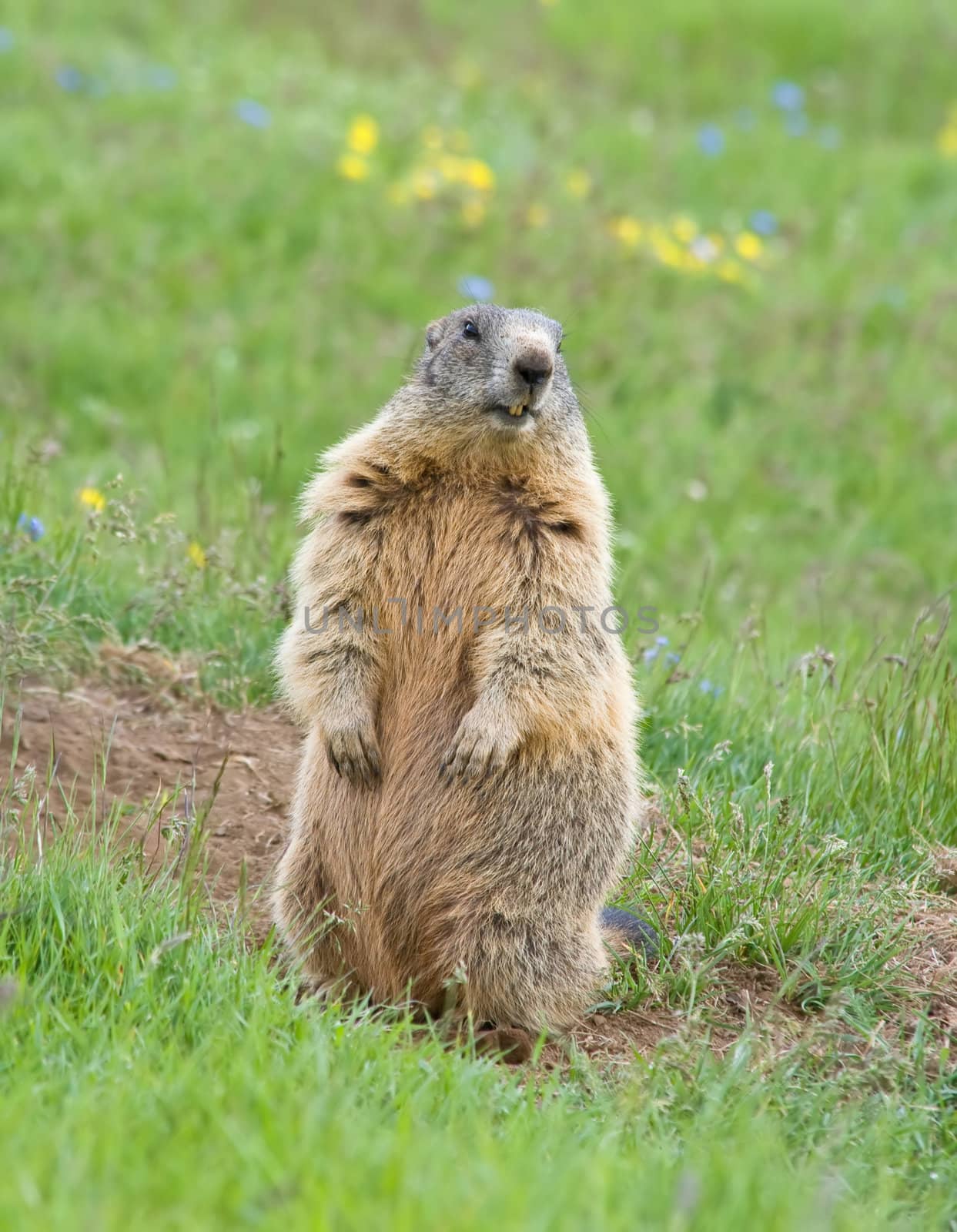 marmot standing as sentinel on a green meadow in italian dolomites