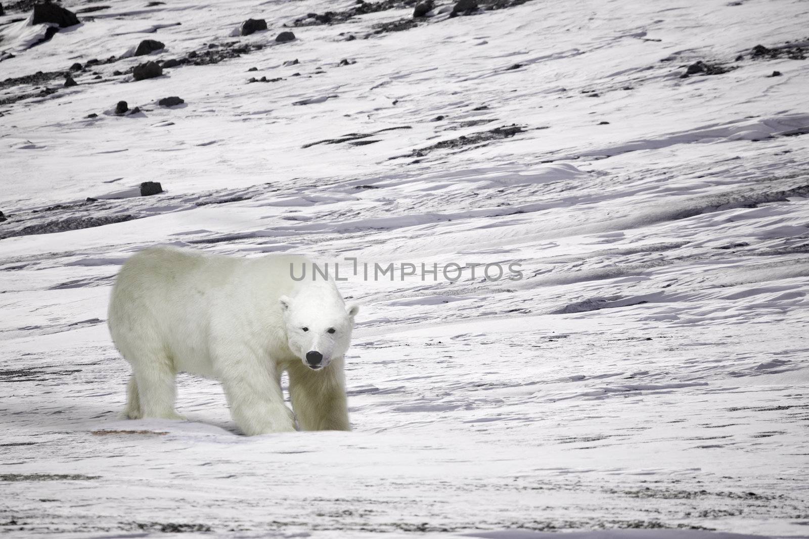 A polar bear in a wild natural setting, Svalbard, Norway