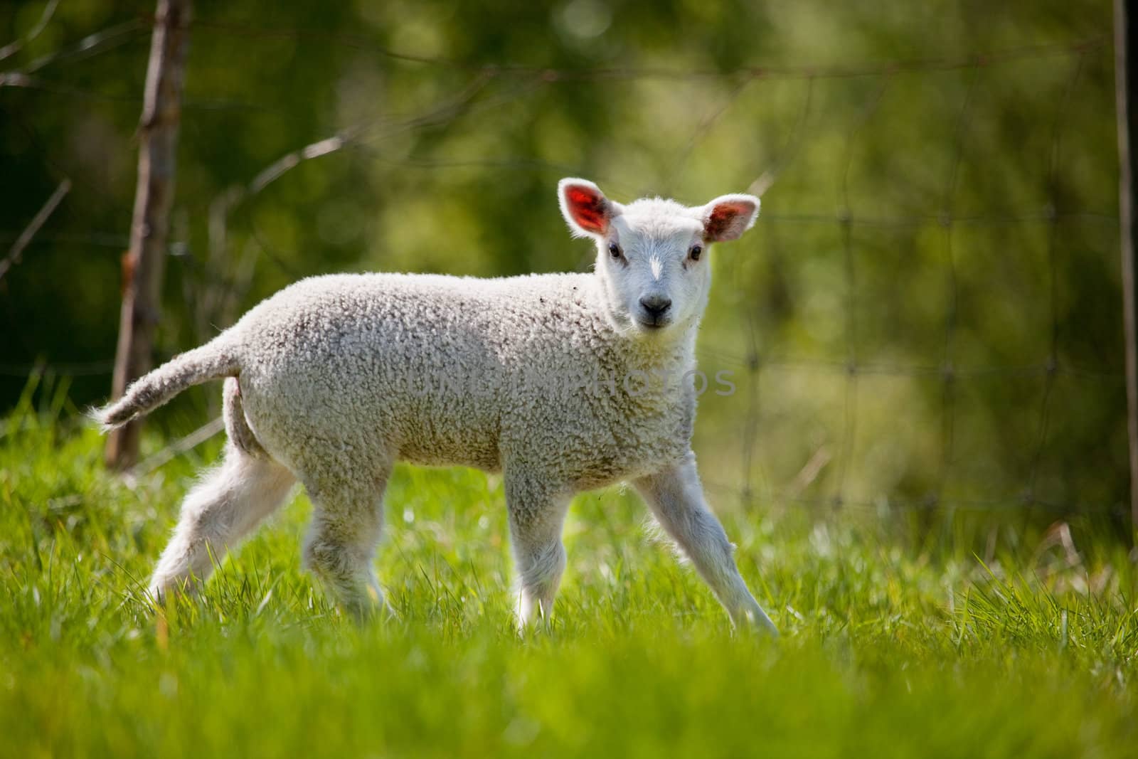 A lamb in a green pasture looking at the camera