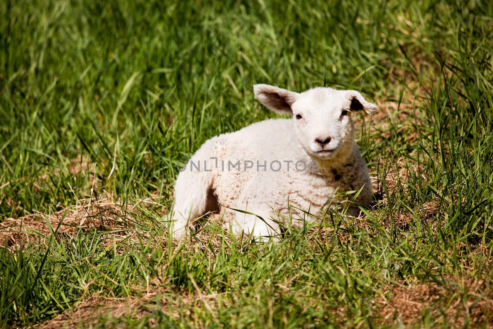 A sheep resting in a grass pasture.