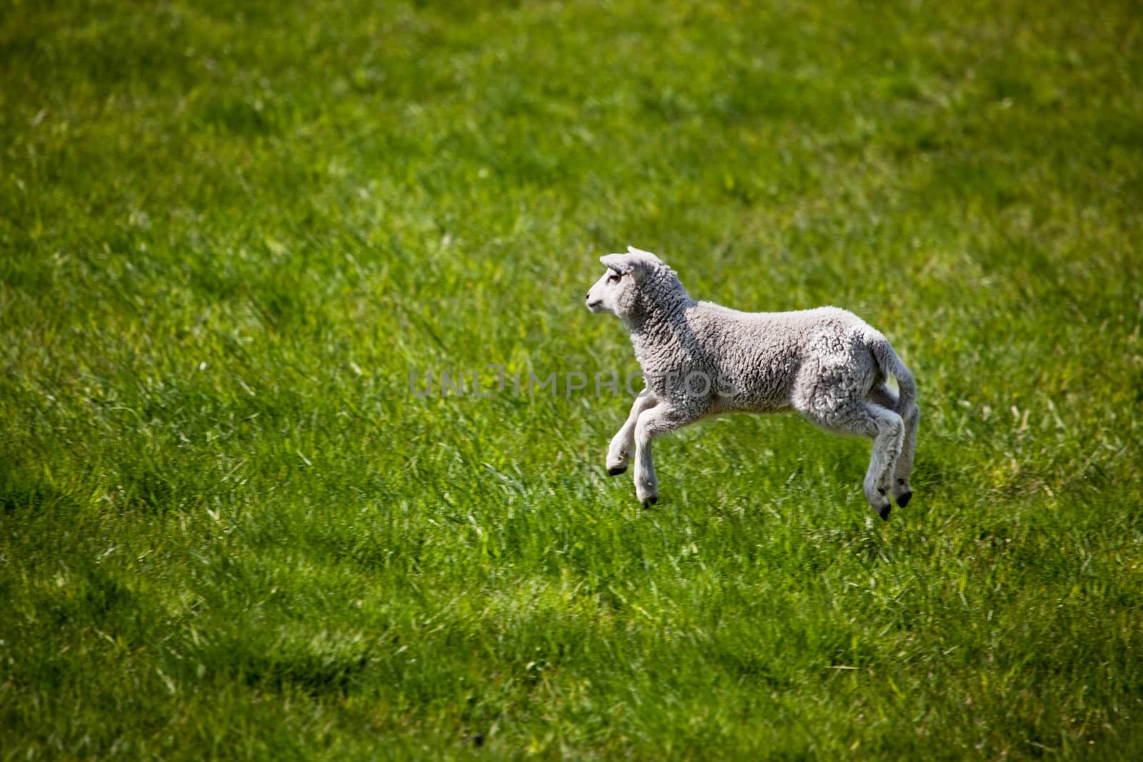Jumping Lamb by leaf