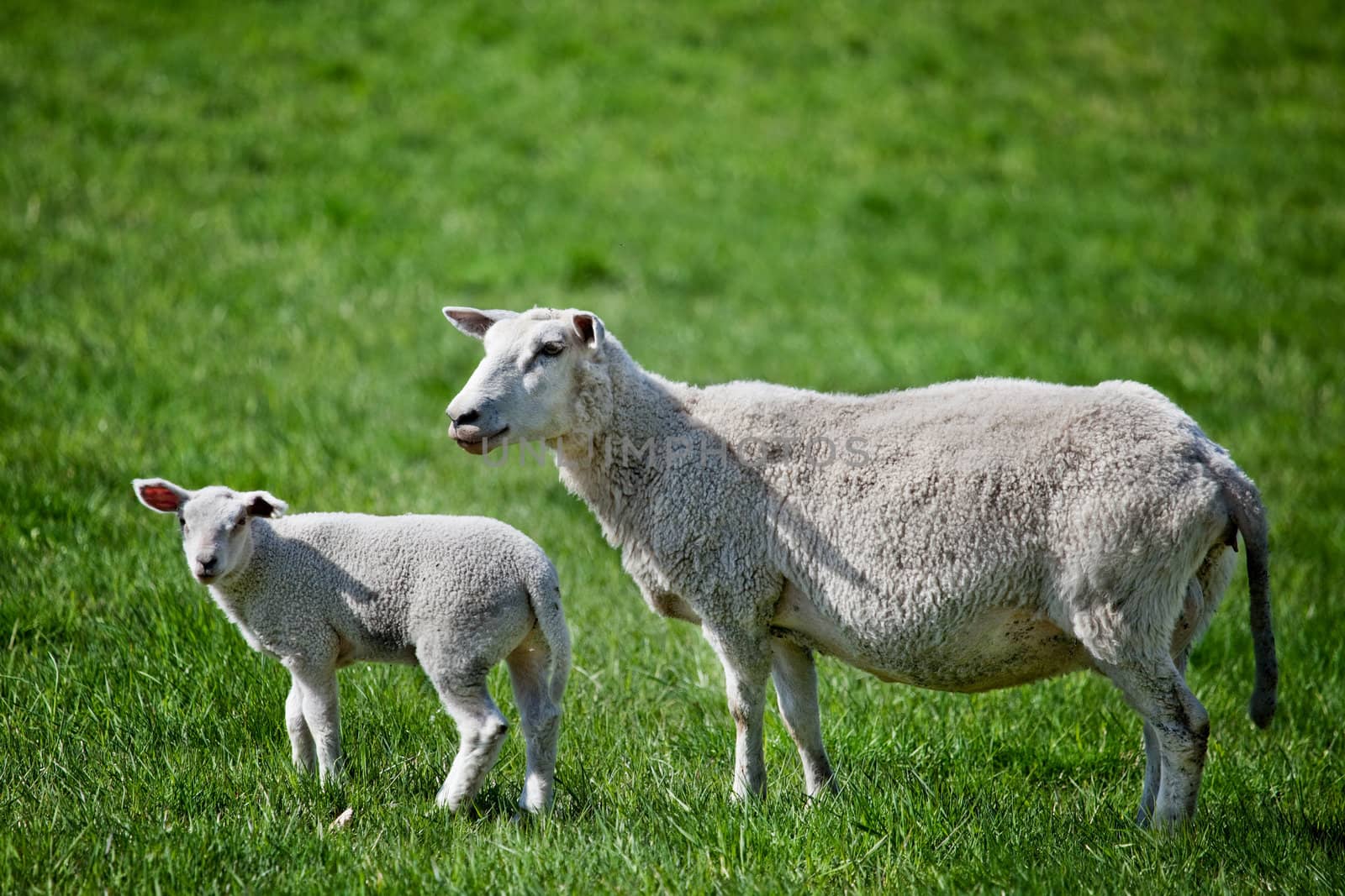 A mother sheep, a ewe, with her lamb in a green pasture