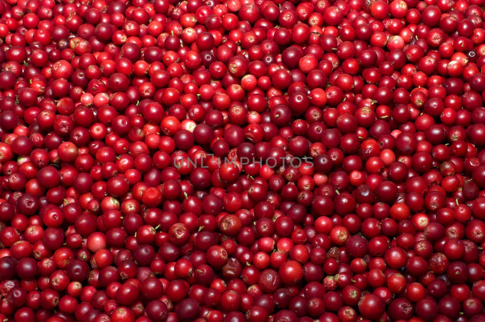 Background from berries of a red ripe cowberry.