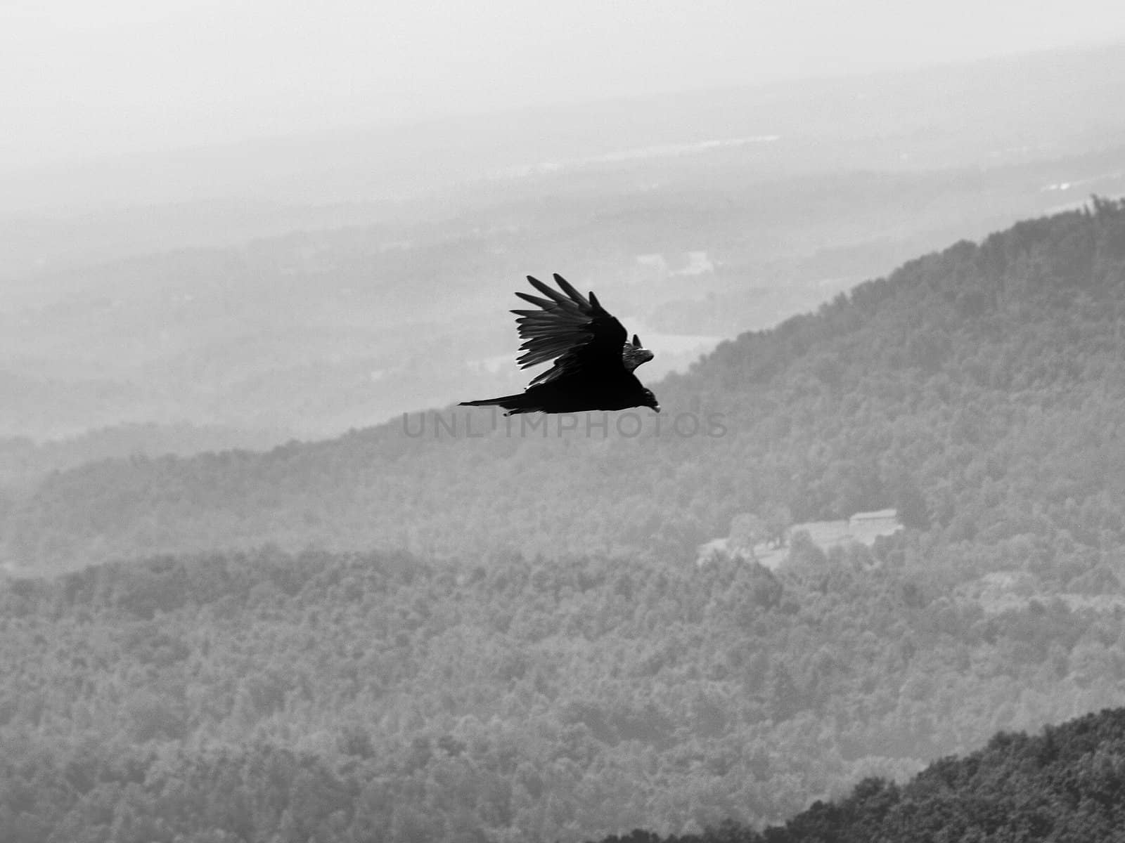 Hawk soaring about the mountains in North Carolina shown in black and white