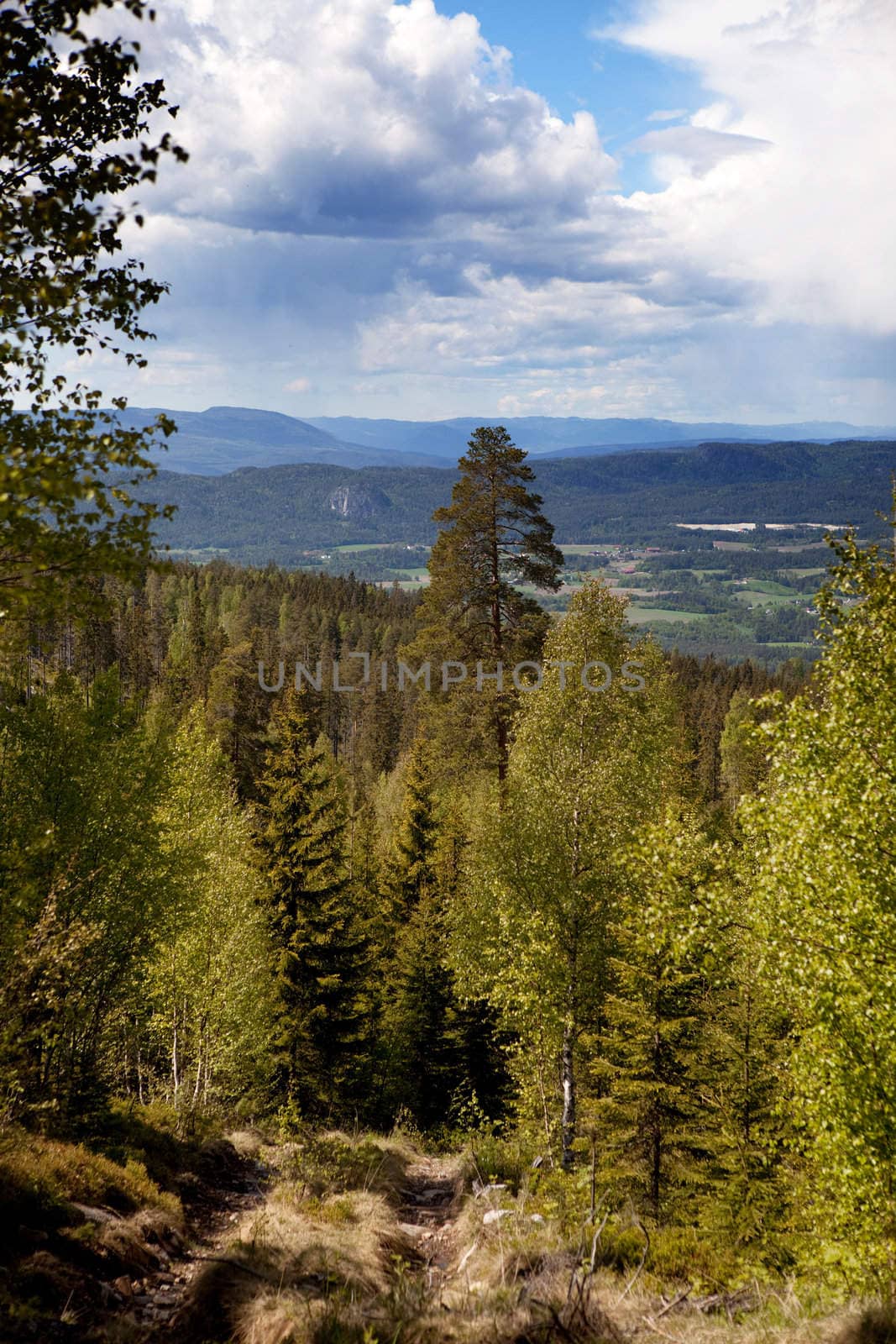 A forest mountain landscape looking over the horizon