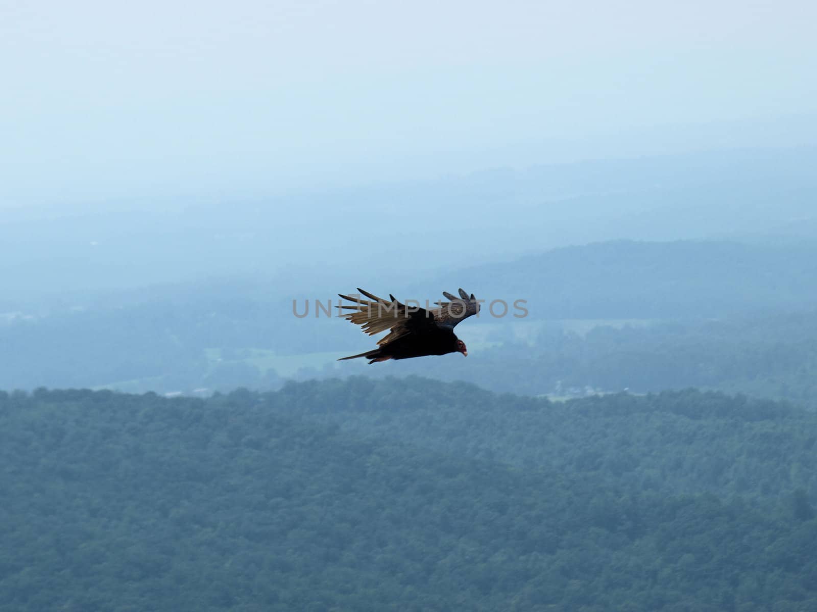 Hawk soaring about the mountains in North Carolina. Photo taken at Stone Mountain State PArk.