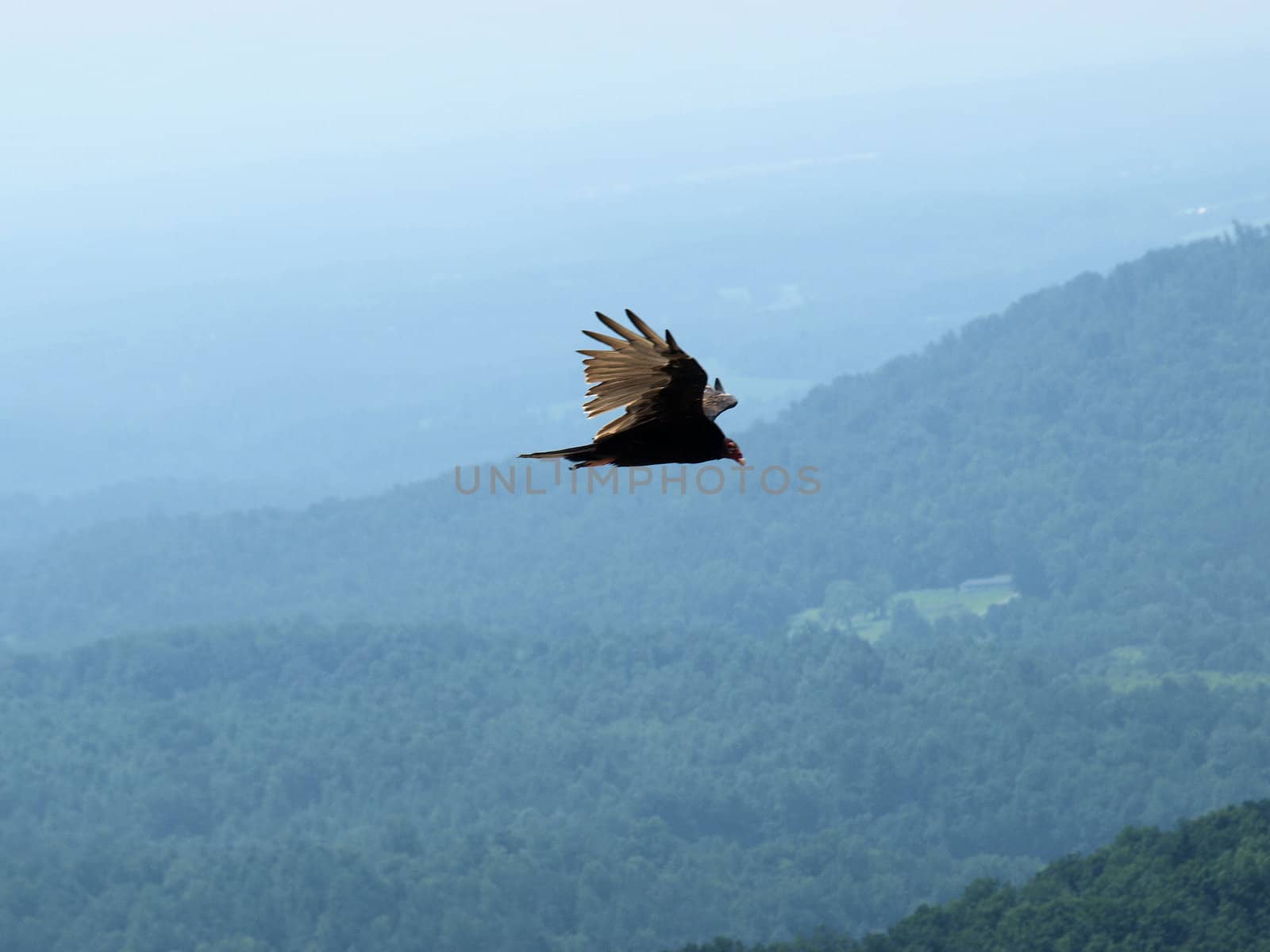 Hawk soaring about the mountains in North Carolina