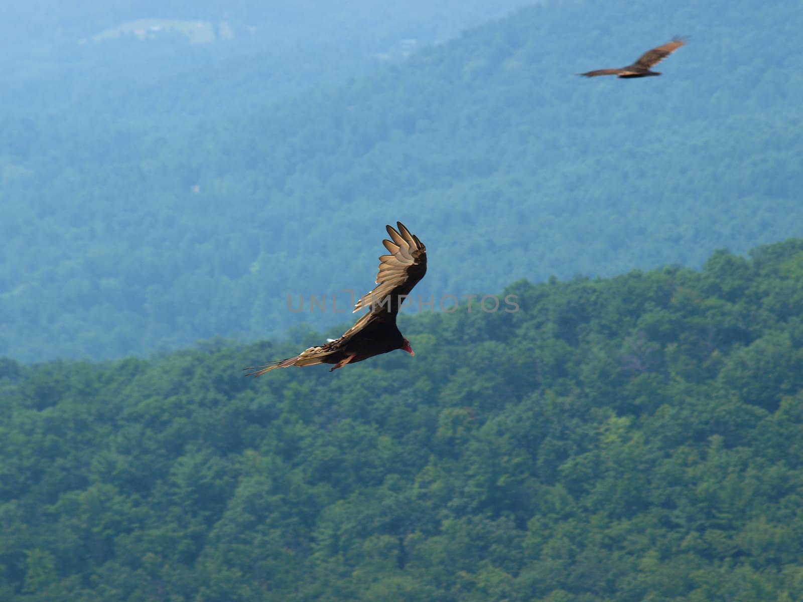 Hawk soaring about the mountains in North Carolina