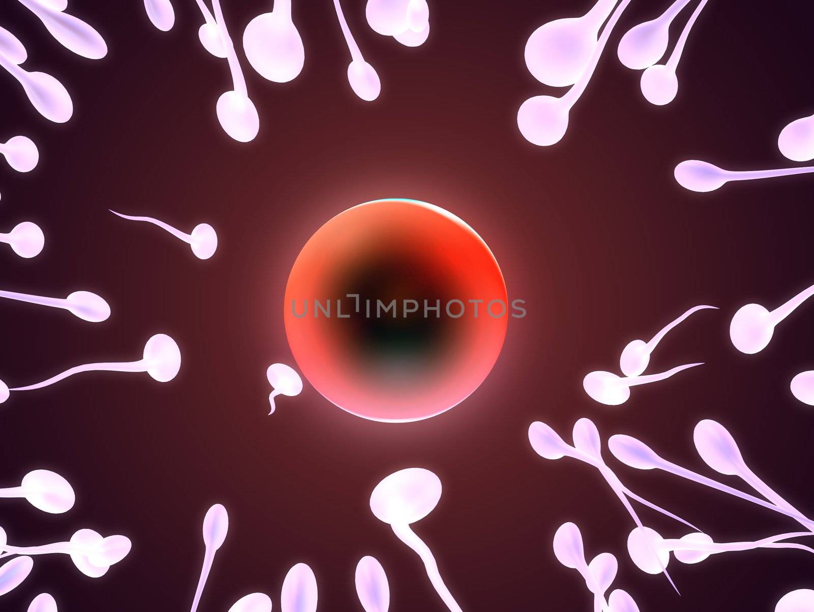 3d rendered close up of a human egg cell and one sperms