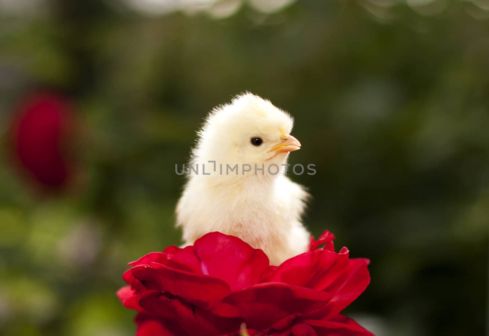 Chicken little is on the red roses