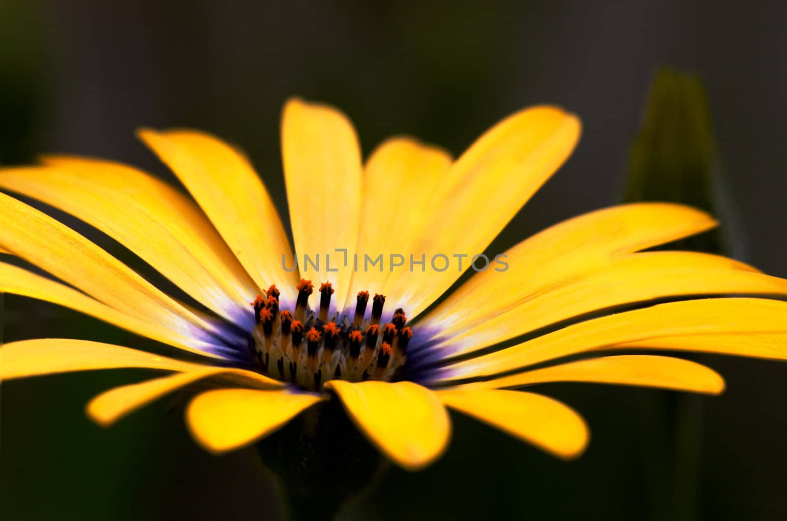 An osteospermum isolated against a green grass background