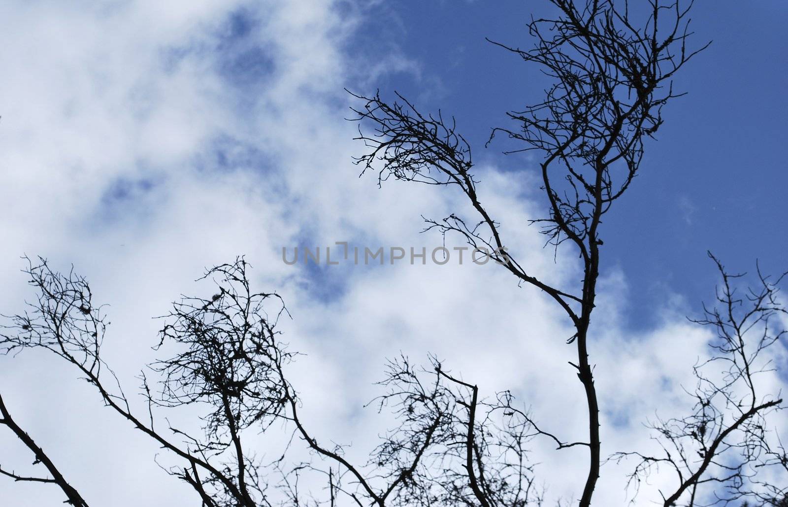 black skeleton of the branches on background sky and cloud