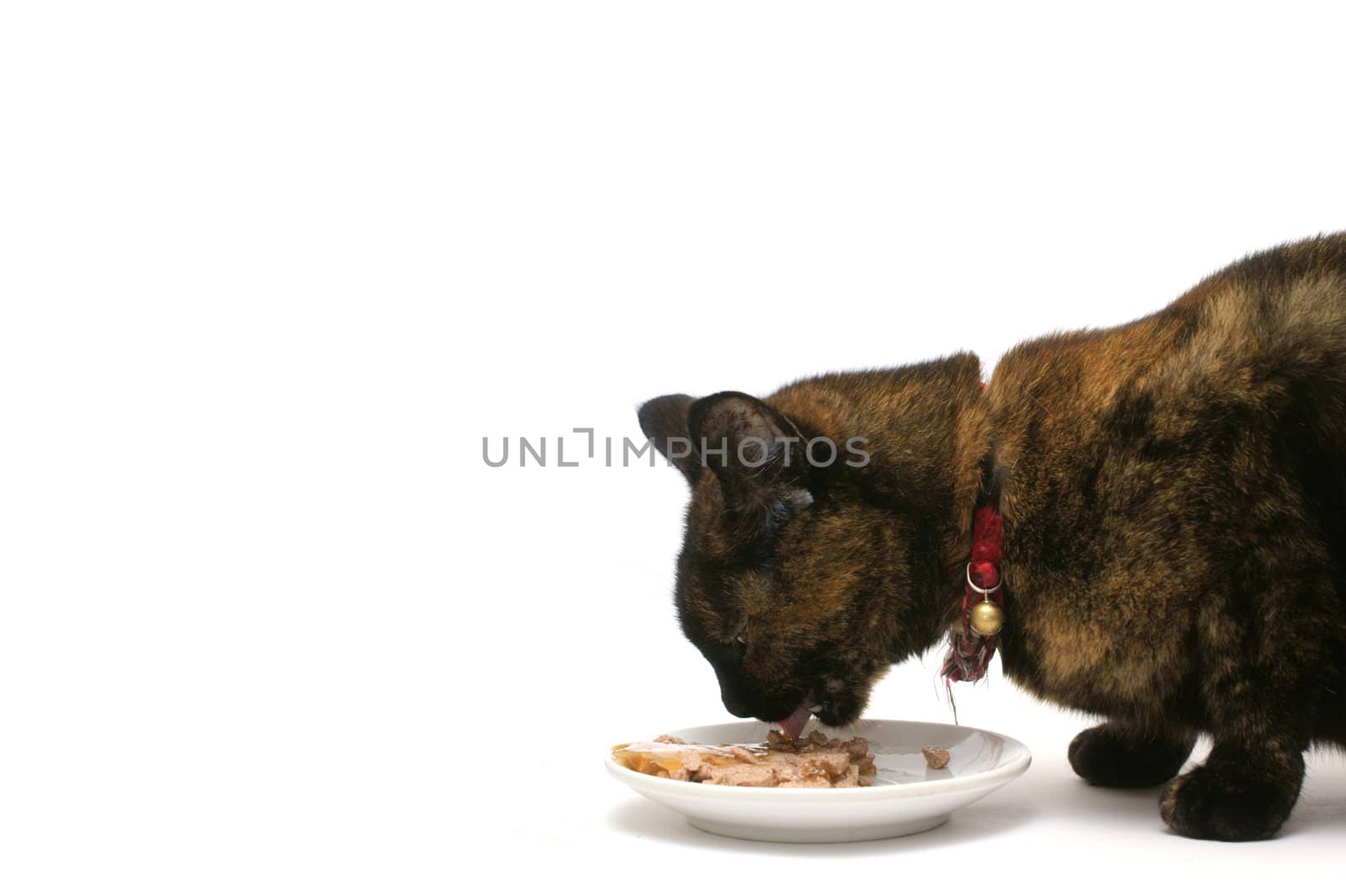 an eating cat